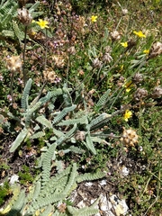 Astragalus densifolius