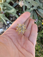 Astragalus densifolius