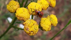 Deraeocoris ruber