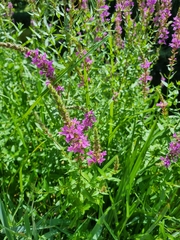 Lythrum salicaria
