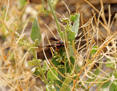 Euodynerus crypticus
