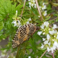 Symbrenthia niphanda