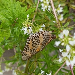 Symbrenthia niphanda