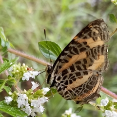 Symbrenthia niphanda