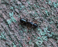 Camponotus quadrinotatus