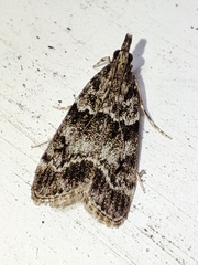 Eudonia mercurella