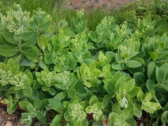 Hylotelephium spectabile