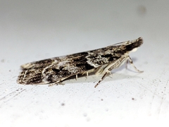 Eudonia mercurella