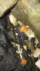 Anthothoe albocincta image