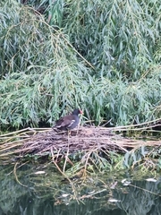 Gallinula chloropus
