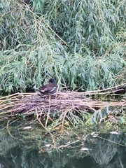 Gallinula chloropus