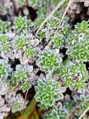 Saxifraga marginata