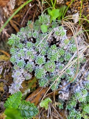 Saxifraga marginata