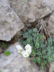 Saxifraga marginata