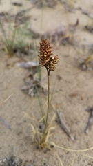 Carex sabulosa