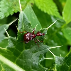 Paratrachelophorus