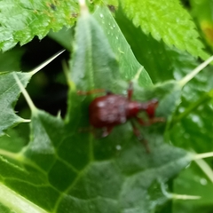 Paratrachelophorus