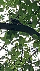 Dendrocopos major