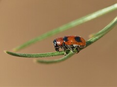 Coptocephala scopolina
