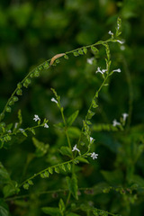 Priva flabelliformis