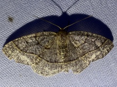 Lambdina pellucidaria