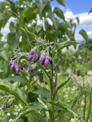 Symphytum officinale