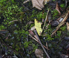 Botyodes principalis