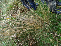 Juncus edgariae