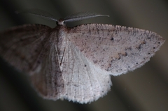 Drepanulatrix secundaria