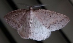 Drepanulatrix secundaria