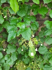 Hydrangea petiolaris