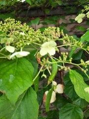 Hydrangea petiolaris