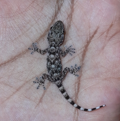 Tarentola mauritanica