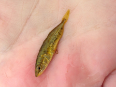 Gasterosteus wheatlandi