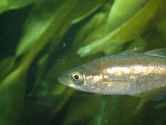 Pollachius pollachius