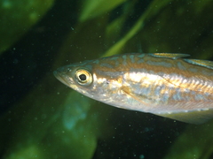 Pollachius pollachius