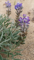 Lupinus kuschei