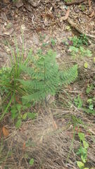 Ctenitis subcrenulata