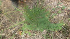 Ctenitis subcrenulata