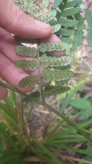 Ctenitis subcrenulata