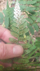 Ctenitis subcrenulata