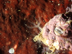 Sarcodictyon catenatum