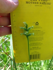 Platanthera clavellata image