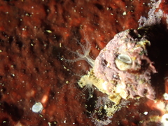 Sarcodictyon catenatum