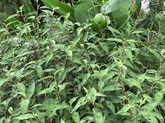 Persicaria pubescens