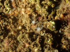 Sarcodictyon catenatum