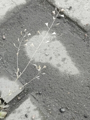 Capsella bursa-pastoris