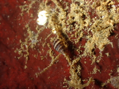 Cingula trifasciata