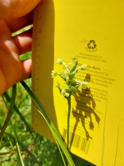 Platanthera clavellata image