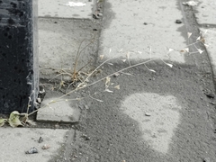 Capsella bursa-pastoris